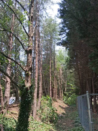 Overgrown pines cleared along a property line