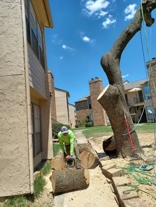 Crew member cutting a large removed tree trunk beside a home