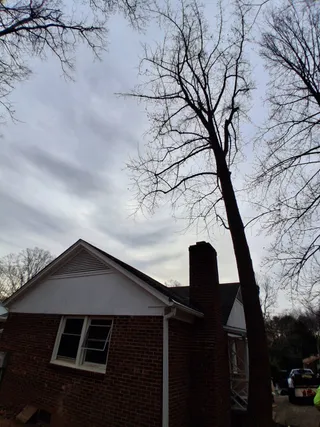Hazardous tree removal beside a home